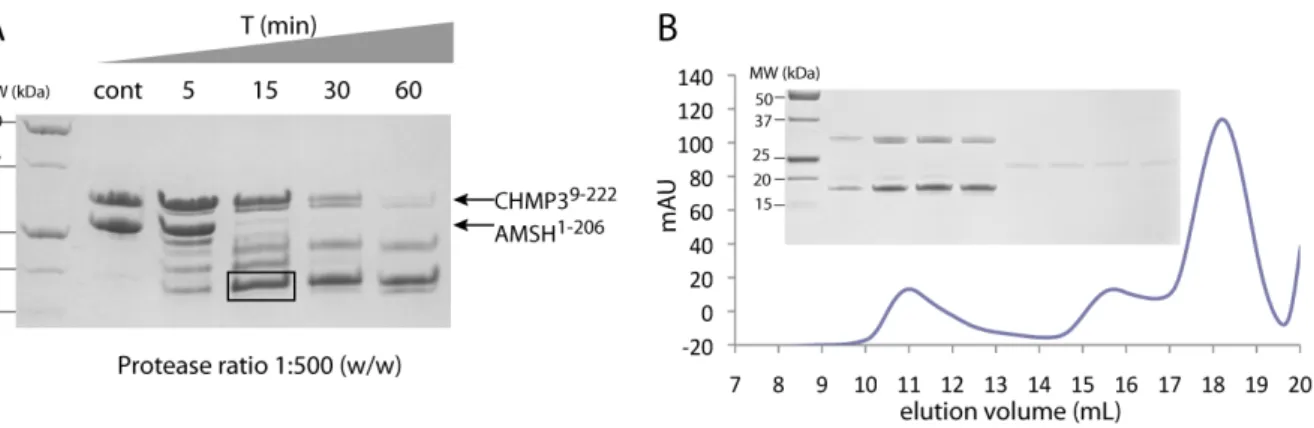 Figure  11.    Limited  proteolysis  of  the  AMSH 1‐206   CHMP3 9‐222  complex  identifies  smaller  soluble  AMSH  fragments. 