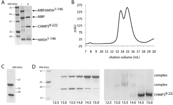 Figure 12.   AMSH 1‐146  and CHMP3 9‐222  form a heterogenous complex. 