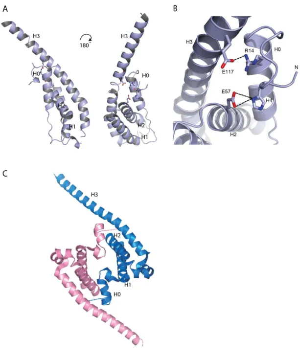 Figure 20.  AMSH “closed” N‐terminal domain monomer and UBPY “open” N‐terminal dimerisation domain. 