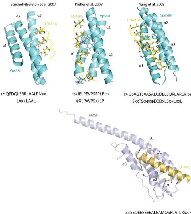Figure 21. Ribbon diagrams of MIT‐MIM structures solved to date, with consensus sequence of binding   