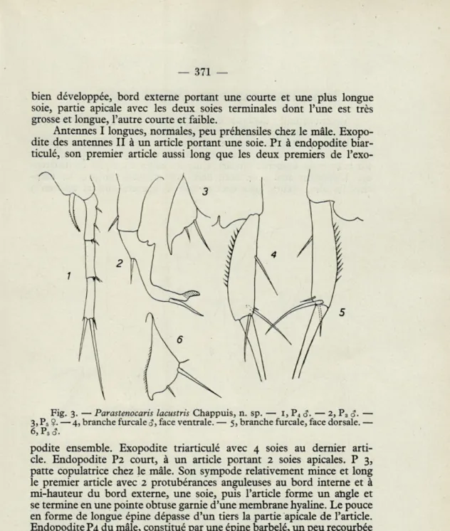 Fig.  3.   —   Parastenocaris  lacustris  Chappuis,  n.  sp.   —   I, P 4   &lt;J.  —  2, P 3 —  3, P 3  ?