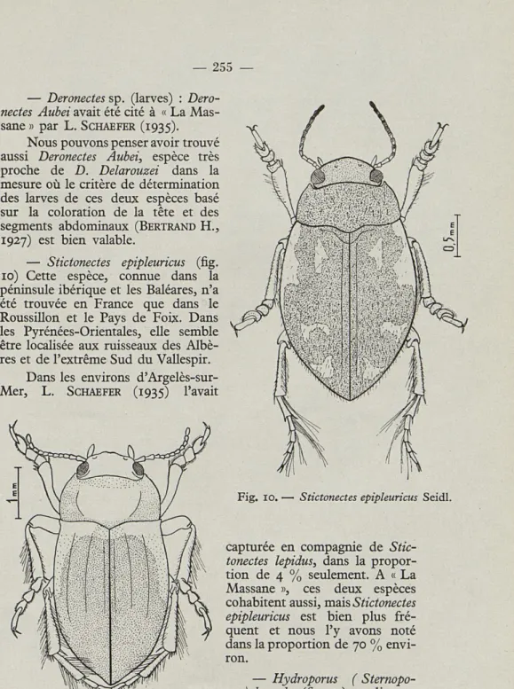 Fig.  10.  —   Stictonectes  epipleuricus  Seidl. 