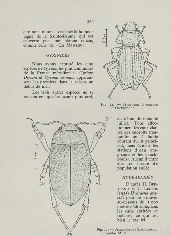 Fig.  12.  —  Hydraena  bitruncata 