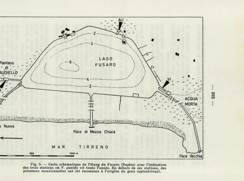 Fig.  3.  —  Carte  schématique  de  l'étang  du  Fusaro  (Naples)  avec  l'indication  des  trois  stations  où  V