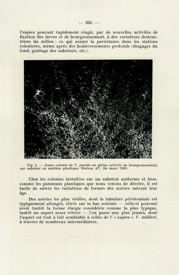 Fig.  4.  —  Jeune  colonie  de  V.  pavida  en  pleine  activité  de  bourgeonnement,  sur  substrat  en  matière  plastique