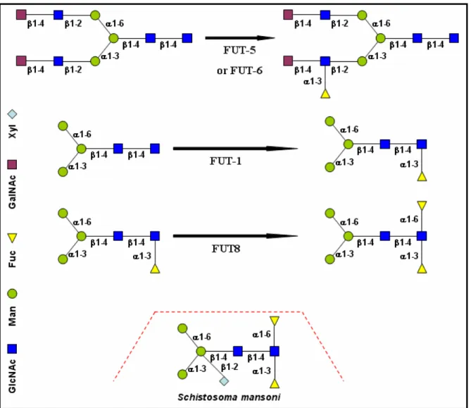 Fig. 4 Reactions catalysed by C. elegans FUTs in vitro and a unique glycan structure of Schistosoma  mansoni.