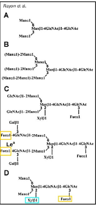 Fig. 6. Structure of plant N-linked glycans. 