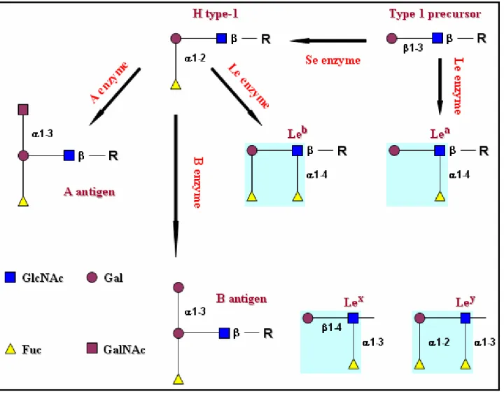 Fig. 8 Biosynthetic pathways involved in synthesis of Lewis blood group antigens. Further, Lewis  epitopes (Le a , Le b , Le x , and Le y ) are highlighted in turquoise squares