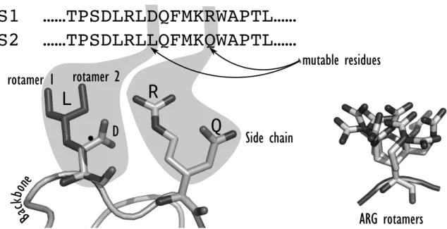 Fig. 1. A local view of combinatorial sequence exploration considering a common backbone
