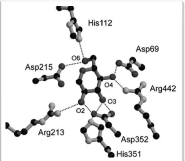 Figure 2. 12 The active site structure of E277A-isomaltose 