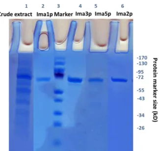 Figure 3. 1 SDS-PAGE of of recombinant IMA proteins from Saccharomyces cerevisiae.  