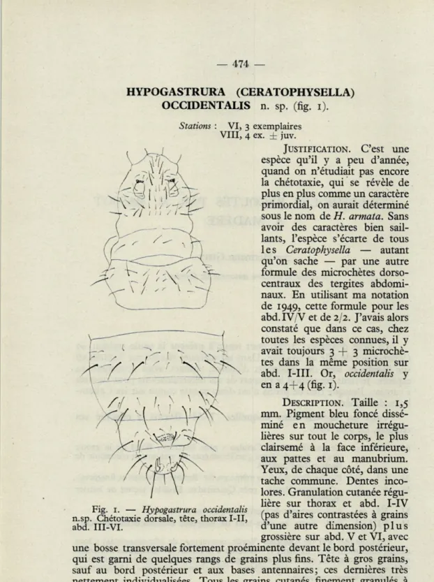 Fig.   I.  —   Hypogastrura  occidentalis  ,  H'nirps   rcntraitér*   à  m-ainç  n.sp