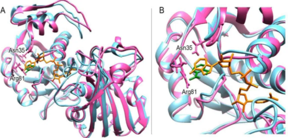 Figure 9. The SA binding pocket is the pocket where the adenine part of the NAD(P) cofactor fits.