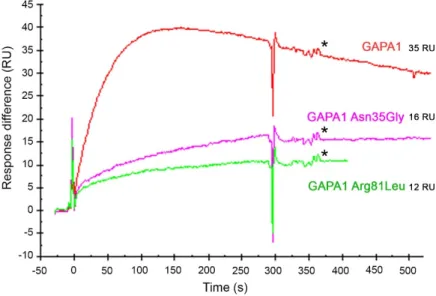 Figure 10 Comparison of the abilities of wild-type (WT) GAPA1 (red line) and point-mutated GAPA1  Asn35Gly (pink line) and GAPA1 Arg81Leu (green line) to bind immobilised 3-AESA in SPR assays