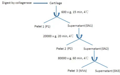 Figure 2. Steps of differential centrifugations for the in purification of  matrix vesicles (MVs) 