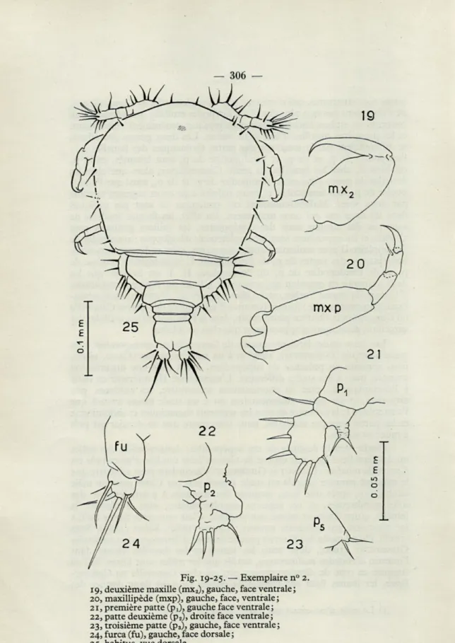 Fig.  19-25.  —  Exemplaire n  19, deuxième maxille (mx 2 ), gauche, face ventrale; 