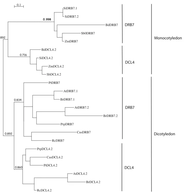 Fig. 4 Phylogenetic analysis of individual dsRBMs present in the single dsRBM DRB7 family and in the most C-terminal region of the DCL4 family