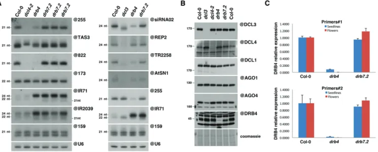 Figure 2. Effect of the drb7.2 mutation on endogenous small RNAs or RNA silencing factor accumulation