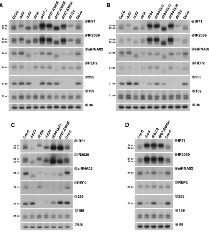 Figure 4. The DRB4 / DRB7.2 complex specifically represses DCL3 and DCL2-dependent production of endoIR-siRNAs