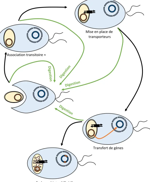 Figure 2 : Modèle hypothétique du targeting ratchet. Dans le cas où l’endosymbiose proviendrait d’un acte de prédation, il parait probable que de nombreux organismes aient été endocytés avant la mise en place de l’endosymbiote définitif