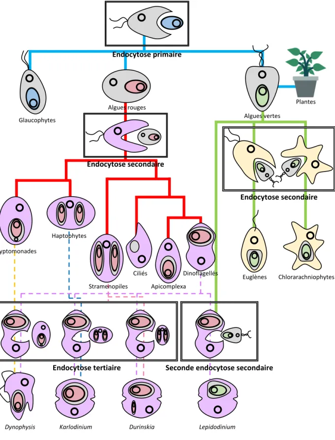 Figure 3 : Evolution des plastes à travers les endosymbioses multiples. Le premier chloroplaste est apparu par l’endosymbiose d’une cyanobactérie primitive (en bleu)