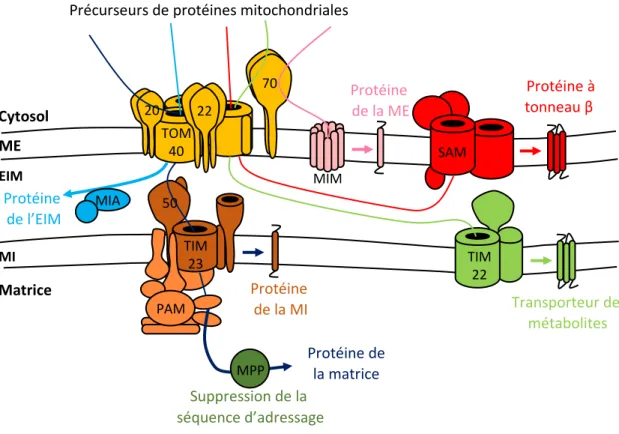 Figure 8 : Représentation schématique des voies d’import de protéines dans la mitochondrie.