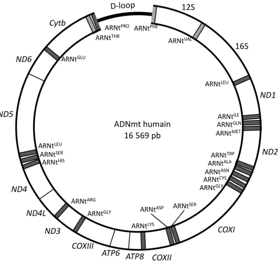 Figure 9 : Représentation du génome mitochondrial humain. Le ADNmt des mammifères est de petite taille et assez compact, avec peu de séquences non codantes
