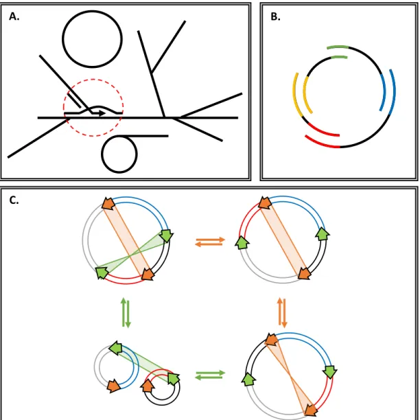 Figure 11 : Structure de l’ADN mitochondrial des plantes. A. Observé par microscopie, le ADNmt des plantes présente un mélange de structures circulaire, linéaire et branchée