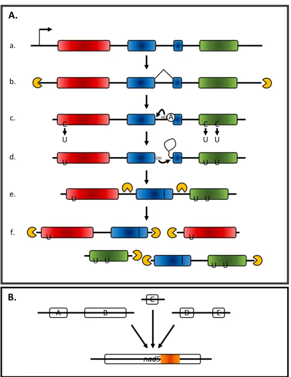 Figure 13 : Modifications post-transcriptionnelles des transcrits organellaires de plante