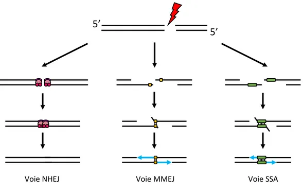 Figure 15 : Mécanismes de liaison d’extrémités. Les cassures double brin peuvent être réparées par des mécanismes non fidèles et indépendants d’une recombinase