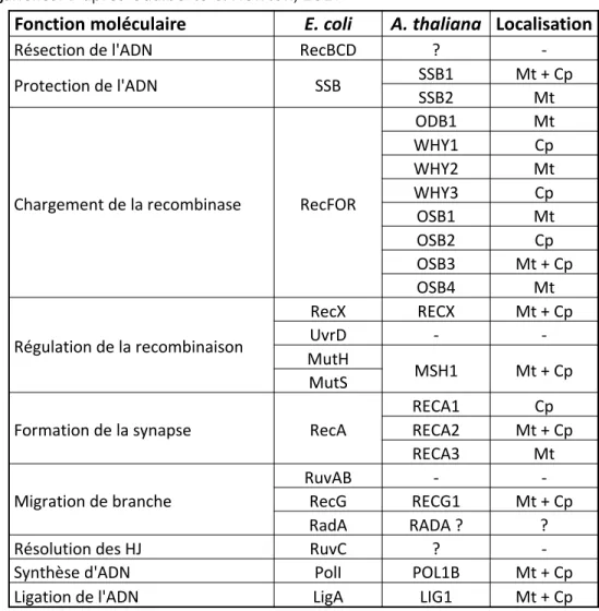 Tableau 1 : protéines impliquées dans la recombinaison homologues des organelles. D’après Gualberto &amp; Newton, 2017