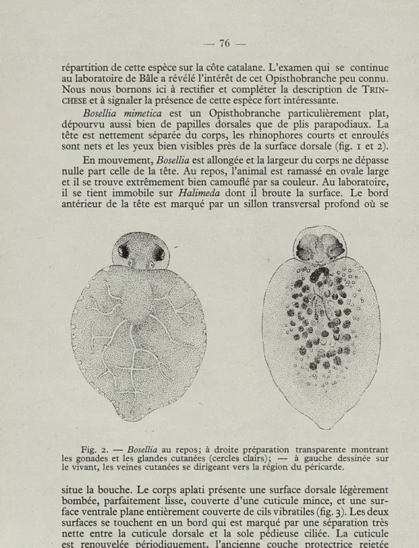 Fig.  2.   —   Bosellia  au  repos;  à  droite  préparation  transparente  montrant  les  gonades  et  les  glandes  cutanées  (cercles  clairs);  —  à  gauche  dessinée  sur  le  vivant,  les  veines  cutanées  se  dirigeant  vers  la  région  du  péricar