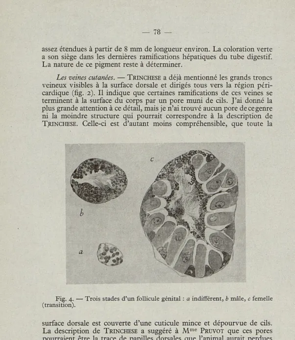 Fig.  4.  — Trois  stades  d'un follicule génital  :  a indifférent,   b   mâle,  c femelle  (transition)