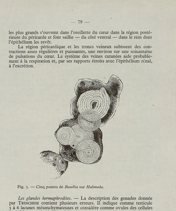 Fig.  5.  —  Cinq  pontes  de  Bosellia  sur  Halimeda. 