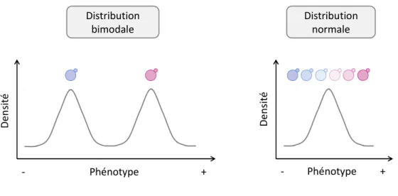 Figure 7 : Schéma des distributions phénotypiques au sein de la descendance. 