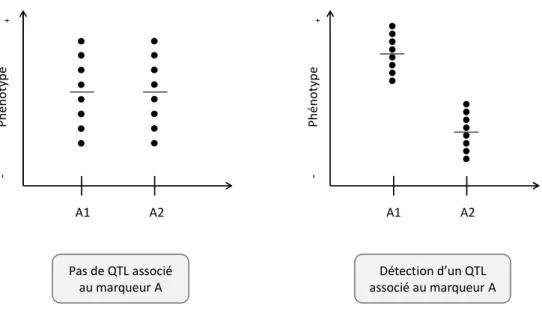 Figure 8 : Corrélation entre le phénotype d’intérêt et le marqueur.  