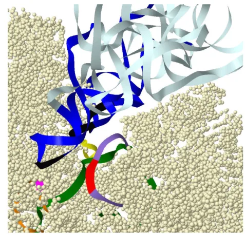Figure 4.2: X circular code motifs involved in the bacterial ribosome decoding center of Thermus thermophilus (crystallographic structure PDB 3I8G): the mRNA X motifs (green), the rRNA X motif m AA (T