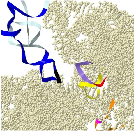 Figure 4.6: X circular code motifs involved in the nuclear eukaryotic ribosome decoding center of Homo sapiens (crystallographic structure PDB 3J3D): the rRNA X motif m AA (H
