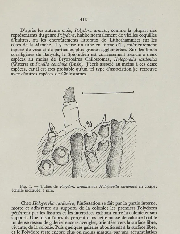 Fig.  i.   —   Tubes  de  Polydora  armata  sur  Holoporella  sardonica  en  coupe; 
