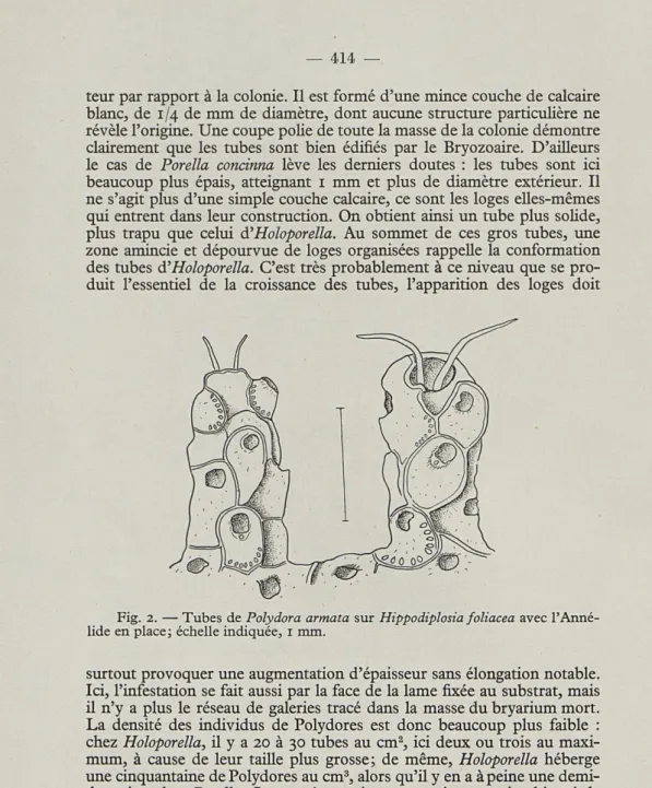 Fig.  2.  — Tubes  de  Polydora  armata  sur  Hippodiplosia foliacea  avec l'Anné- l'Anné-lide  en place;  échelle indiquée, i  mm