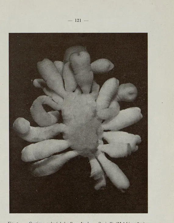 Fig.  5  —  Cystique  polycéphale  d'un  Apodemus flavicollis  (Melchior  1834). 