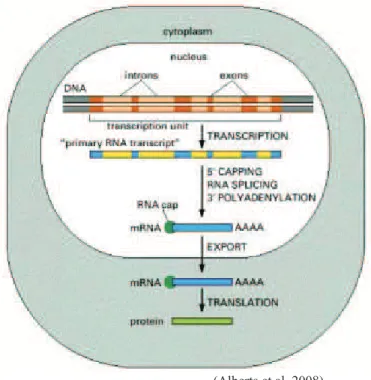 Figure 1 Transcription and mRNA processing in eukaryotic cells. 