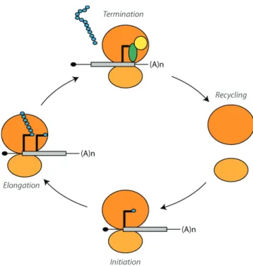 Figure 2 Translation is a cyclic, four stage process. 