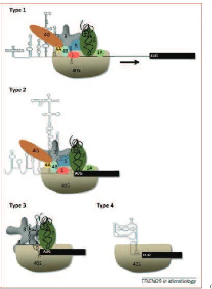 Figure  9  Classificiation  of  internal  ribosomal entry sites 