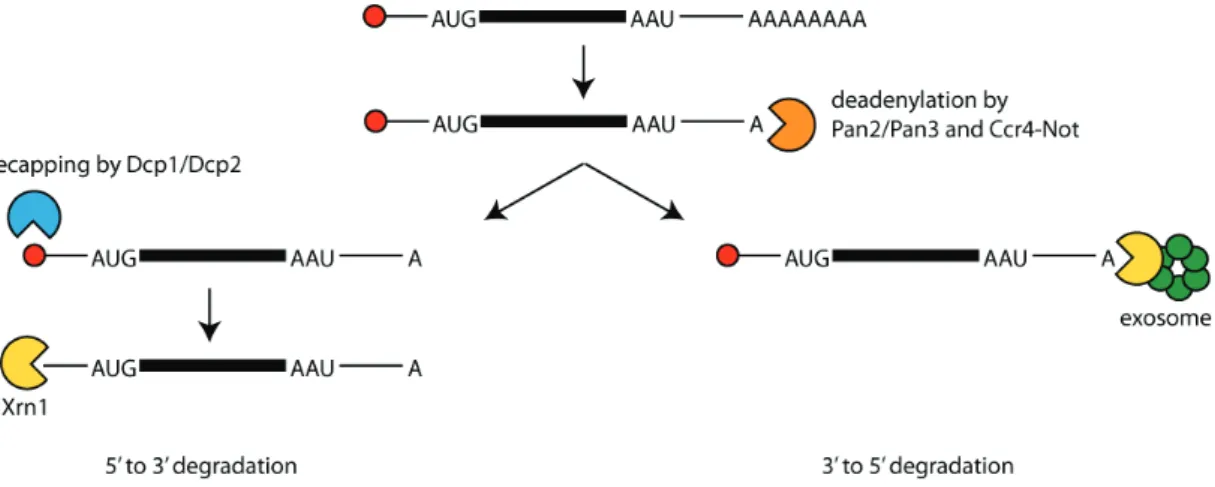 Figure 14 The major cytoplasmic mRNA decay pathways in yeast 