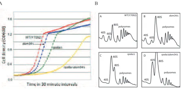 Figure 21 Deletion of Dom34 causes growth defect in 40S subunit deficient yeast. 