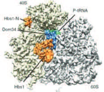Figure  24  Cryo-EM  model  of  ribosome  bound Dom34-Hbs1. 