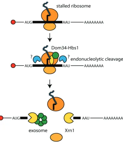 Figure 26 No-go decay model. 