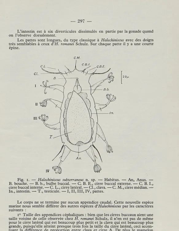 Fig.   I.  —   Halechiniscus  subterraneus  n.  sp.  —  Habitus.  —  An,  Anus.  —  B