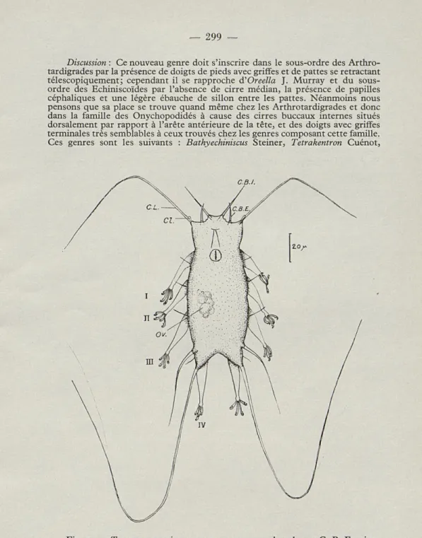 Fig.  2.   —   Tanarctus  tauricus  n.  g.  n.  sp.  —  vue  dorsale.  —  C.  B.  E.,  cirre  buccal  externe